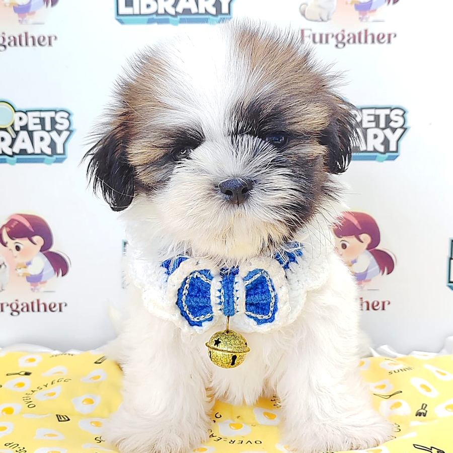 Shih Tzu Puppy (Female) For Sale