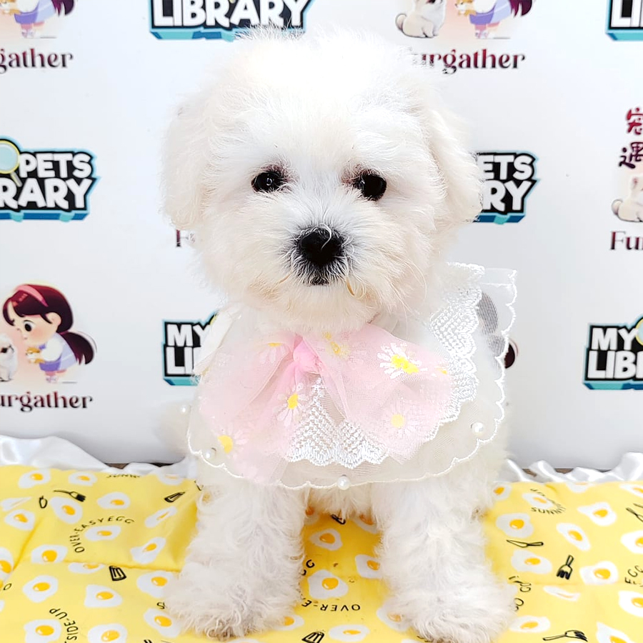 Bichon Puppy (Female) For Sale