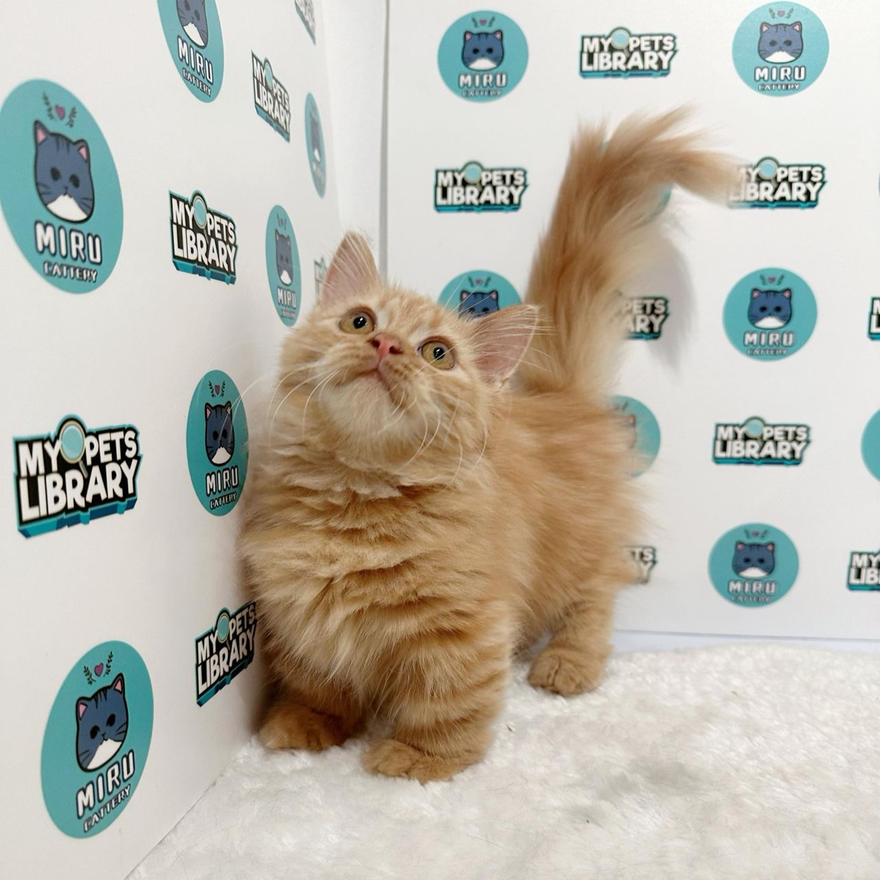 Super Short Munchkin Longhair Kitten (Male) For Sale