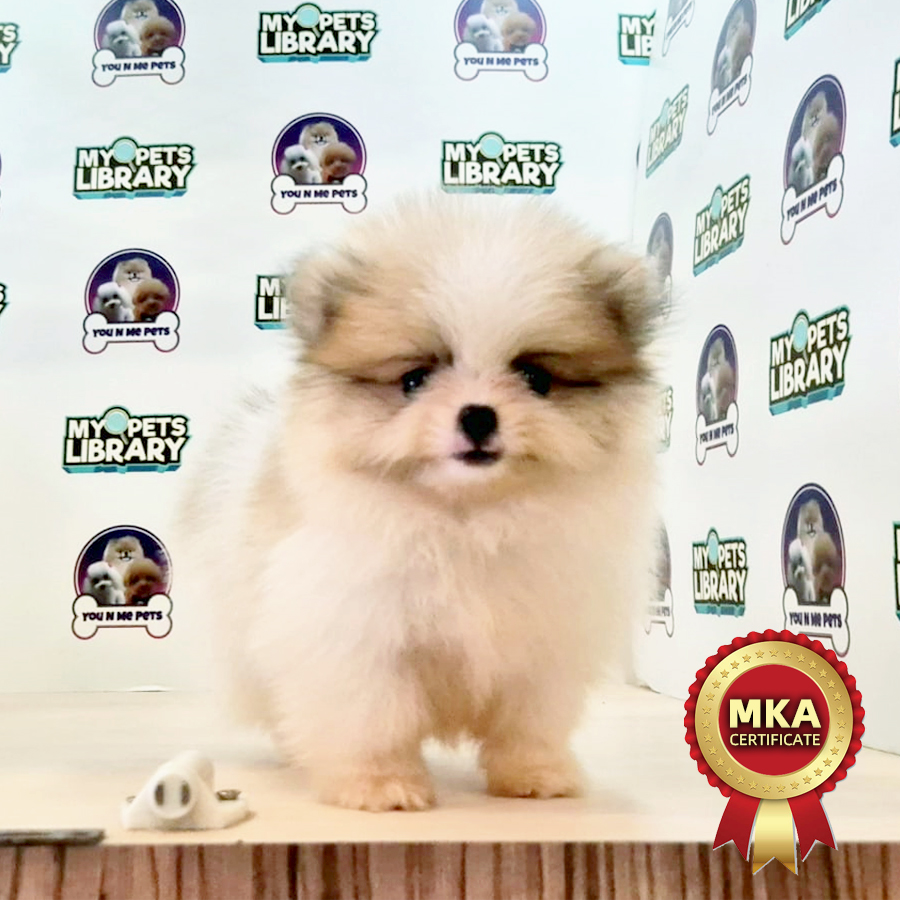 MKA Tiny Pomeranian Puppy (Male) For Sale