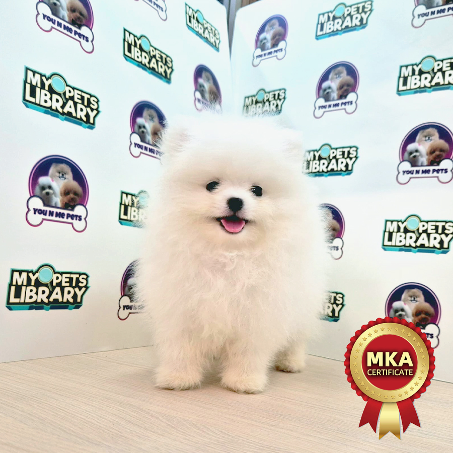 MKA Tiny Pomeranian Puppy (Male) For Sale