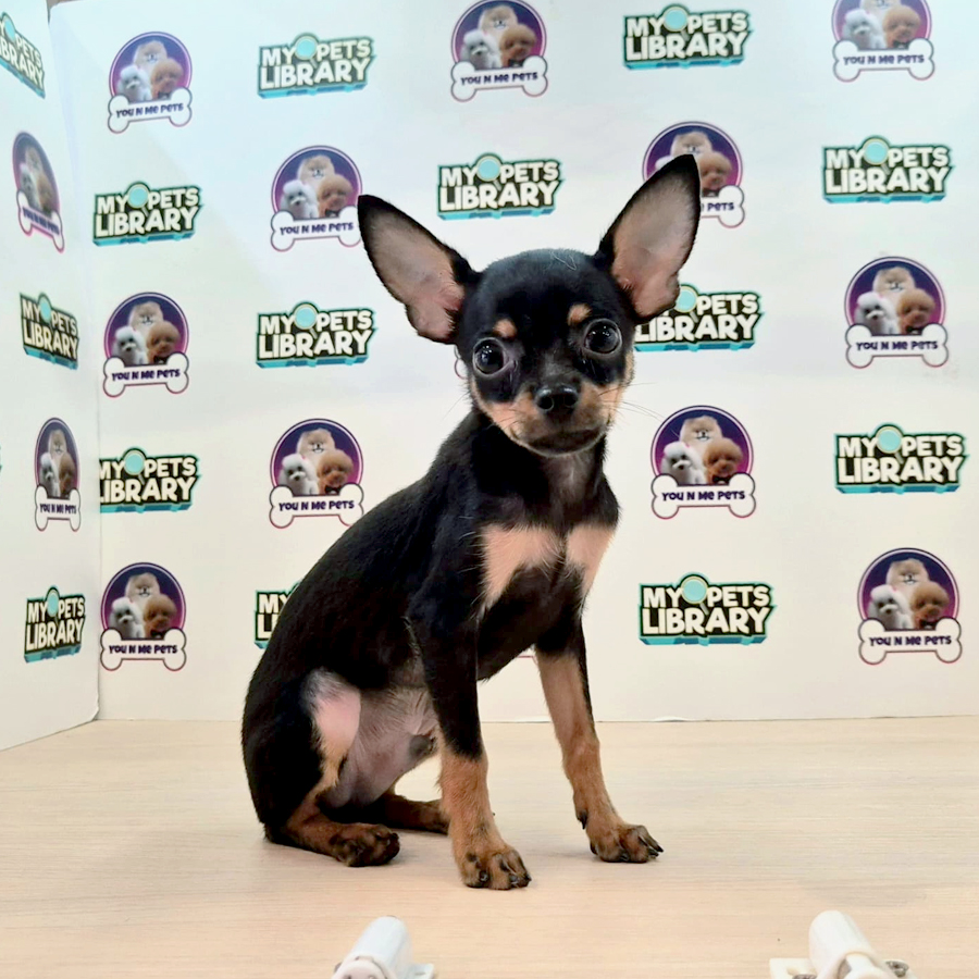 Mini Pinscher Puppy (Male) For Sale