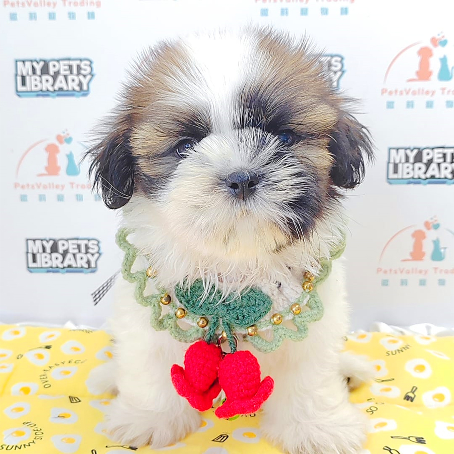 Shih Tzu Puppy (Female) For Sale