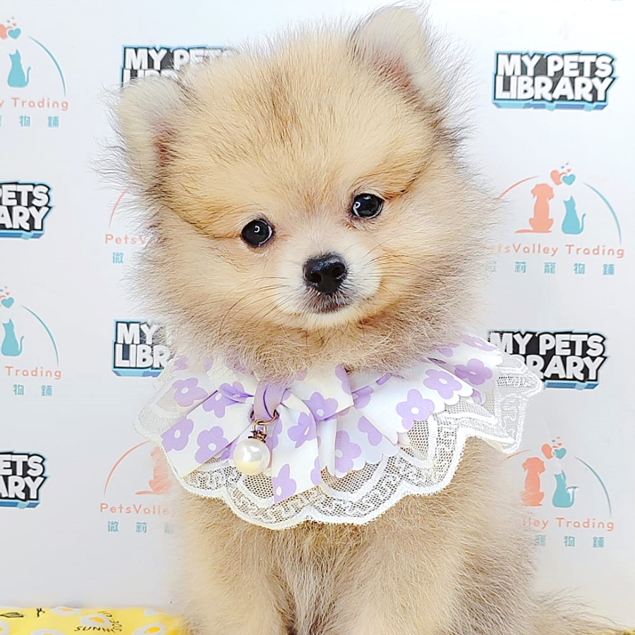 Pomeranian Puppy (Male) For Sale