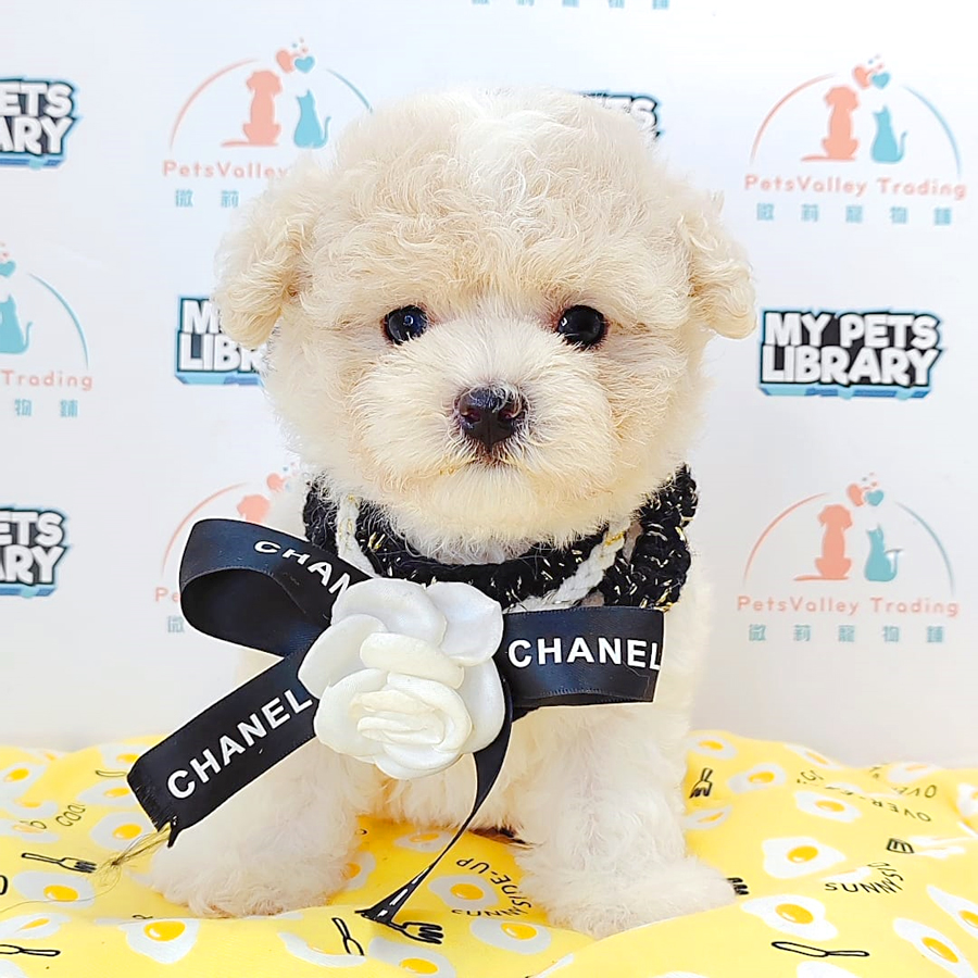 Tiny Poodle Puppy (Female) For Sale