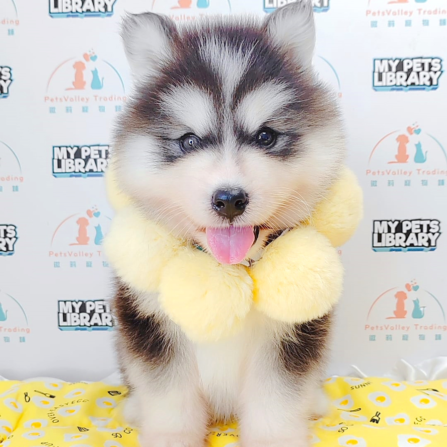 Wooly Husky Puppy (Male) For Sale
