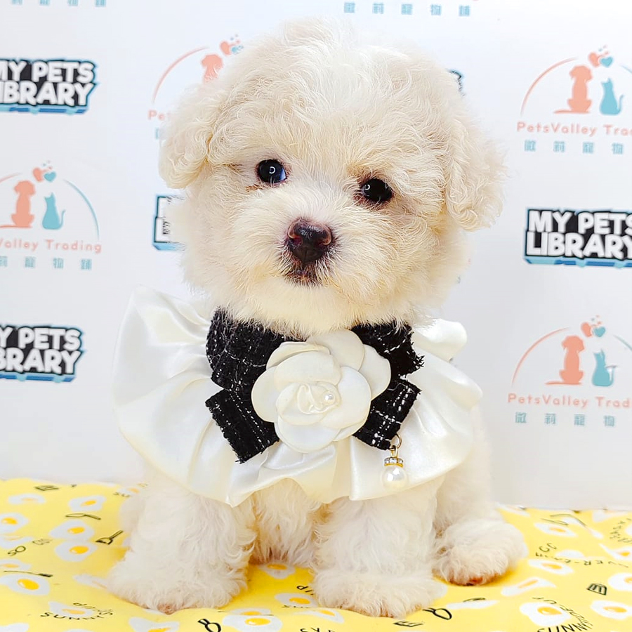 Tiny Poodle Puppy (Female) For Sale