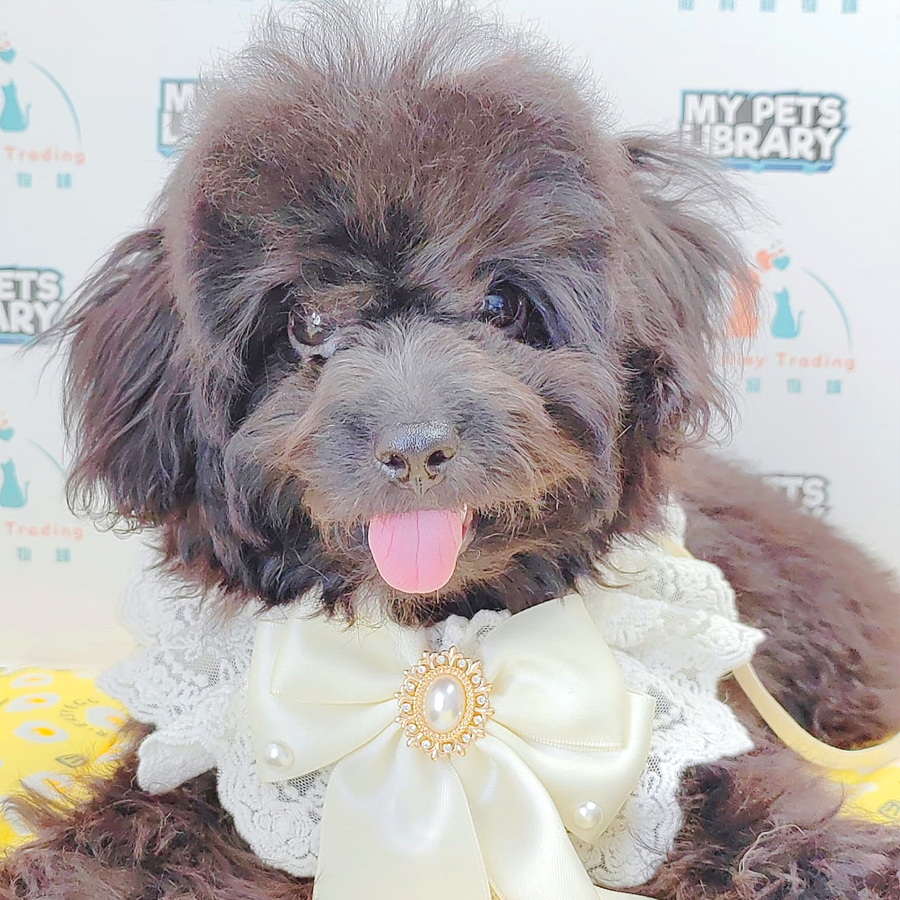 Tiny Poodle Puppy (Female) For Sale