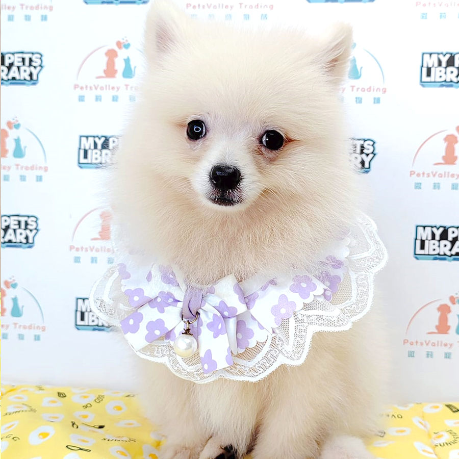 Pomeranian Puppy (Male) For Sale