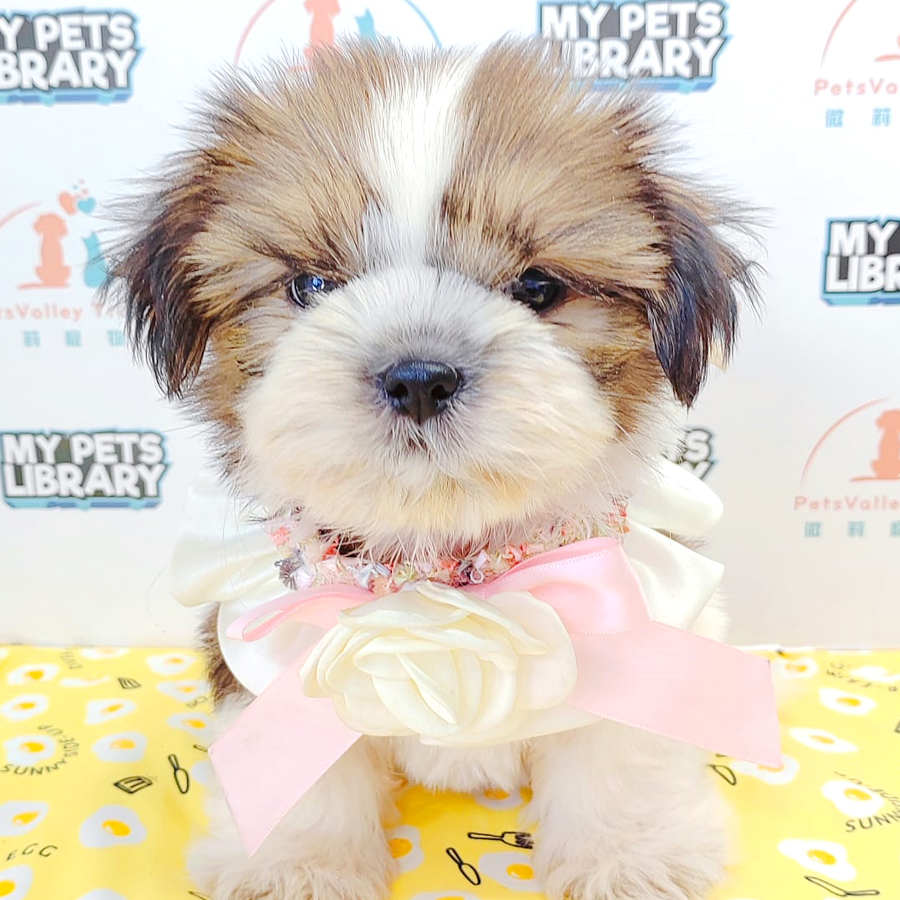 Shih Tzu Puppy (Female) For Sale