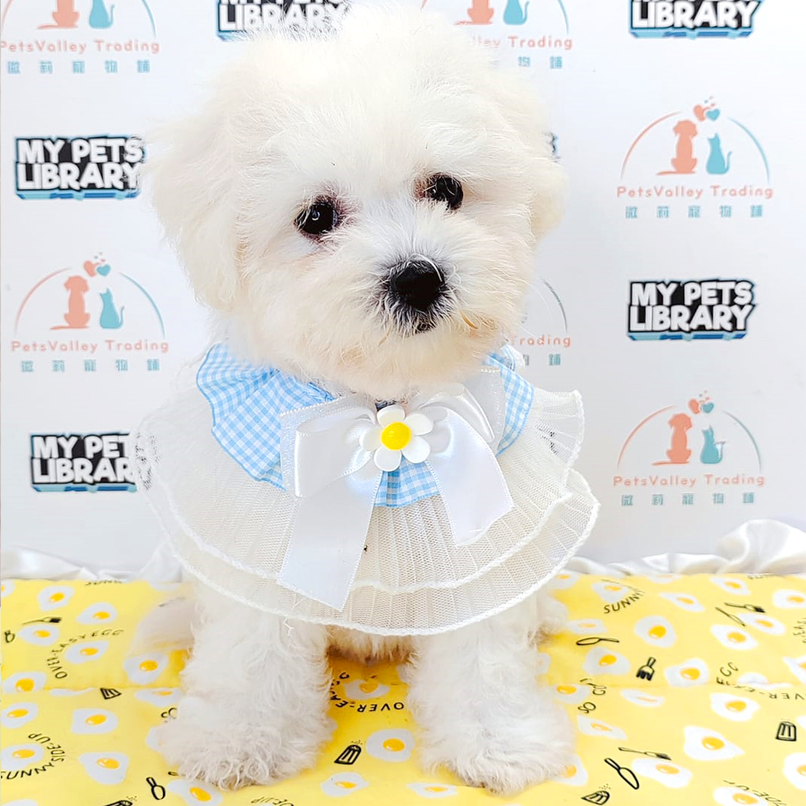 Bichon Frise Puppy (Female) For Sale