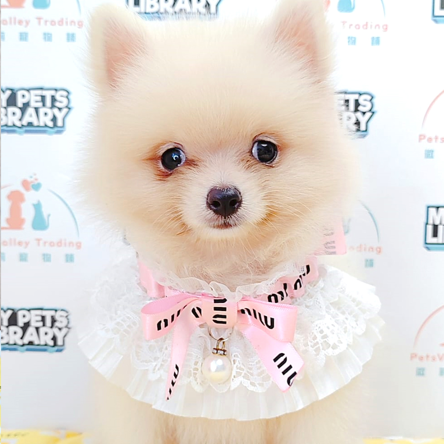 Pomeranian Puppy (Female) For Sale