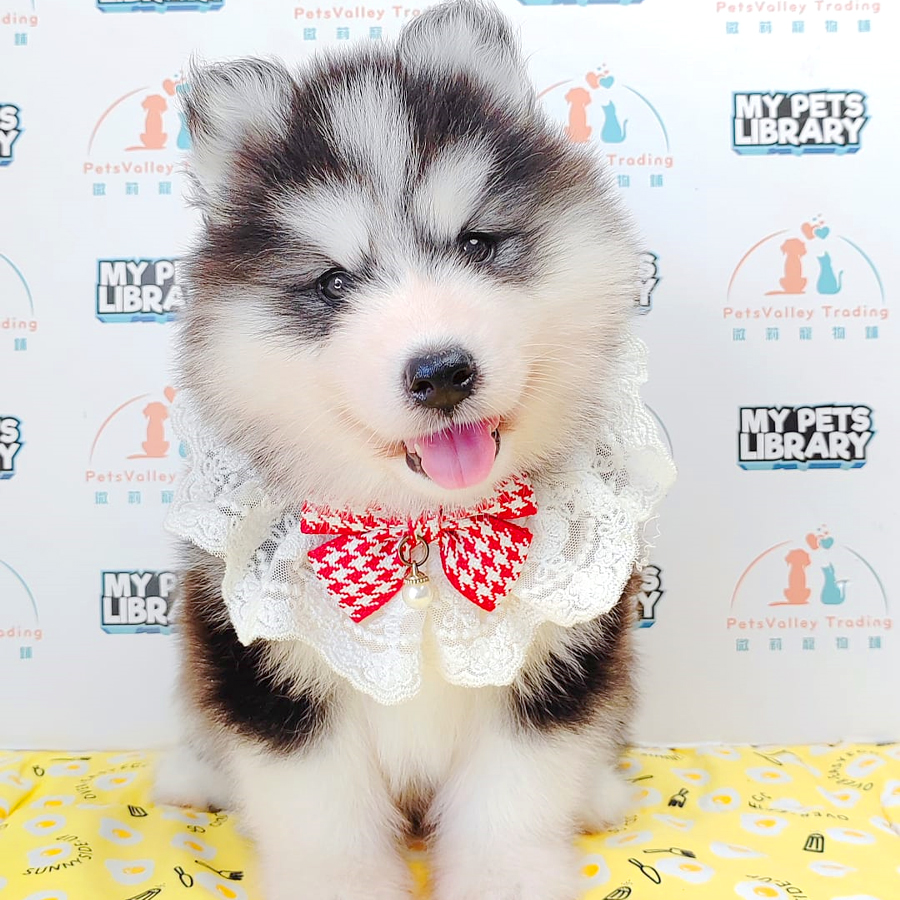Wooly Husky Puppy (Male) For Sale