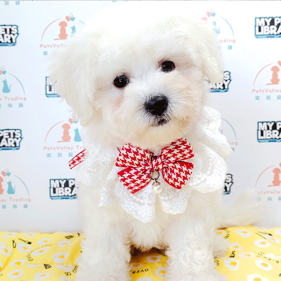 Bichon Frise Puppy (Female) For Sale