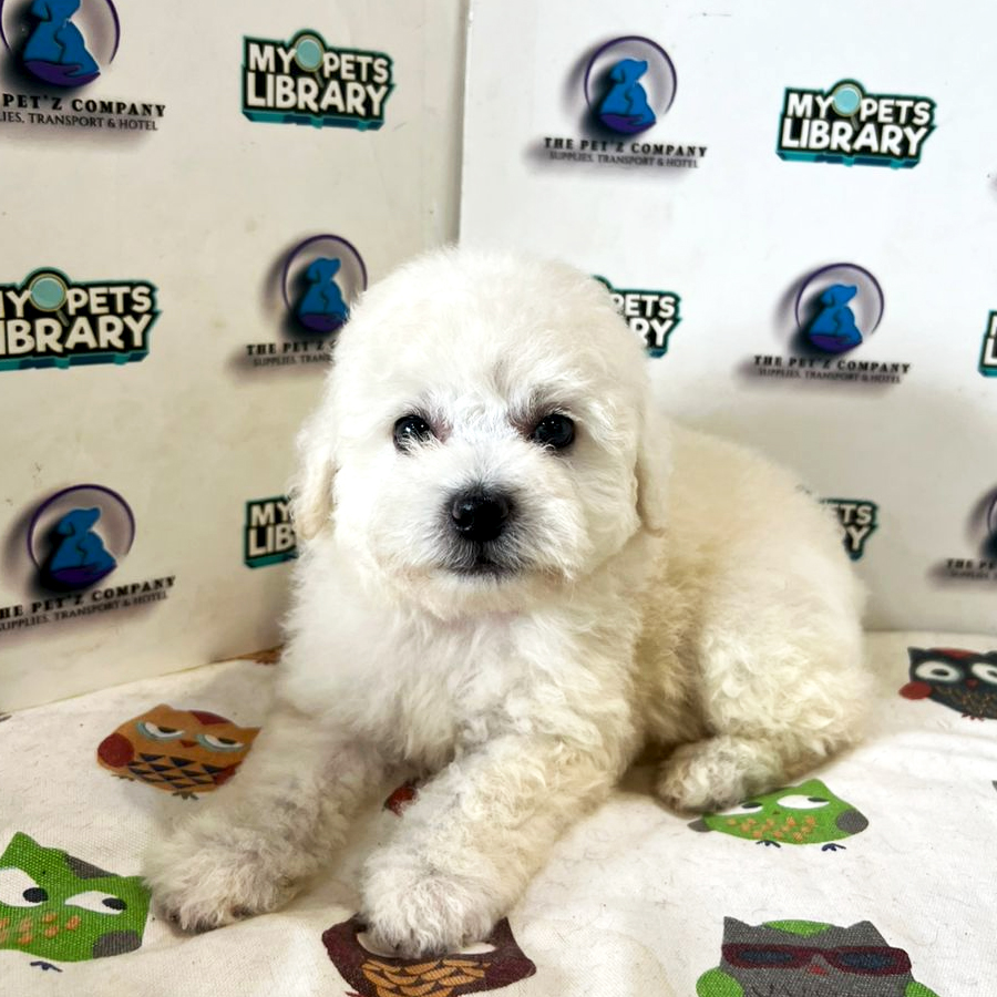 Poodle Puppy (Male) For Sale