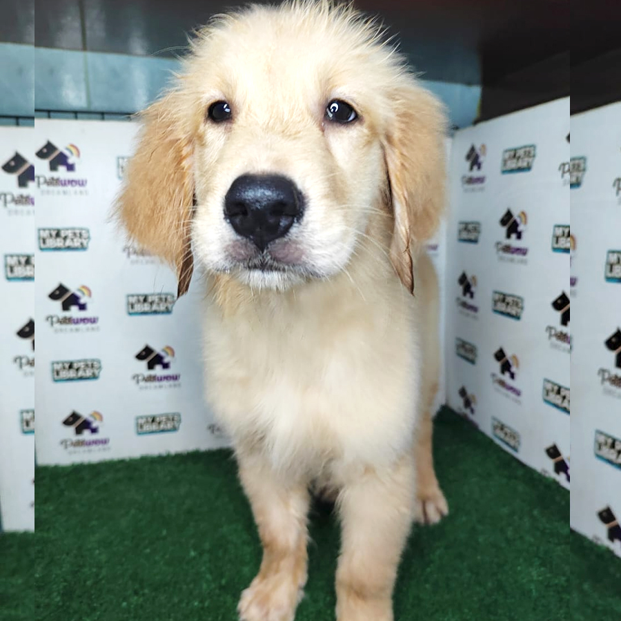 Golden Retriever Puppy (Male) For Sale