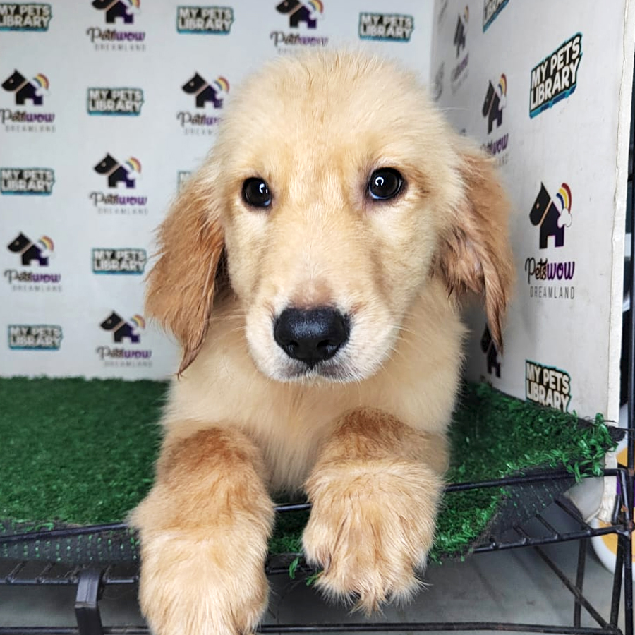 Golden Retriever Puppy (Female) For Sale