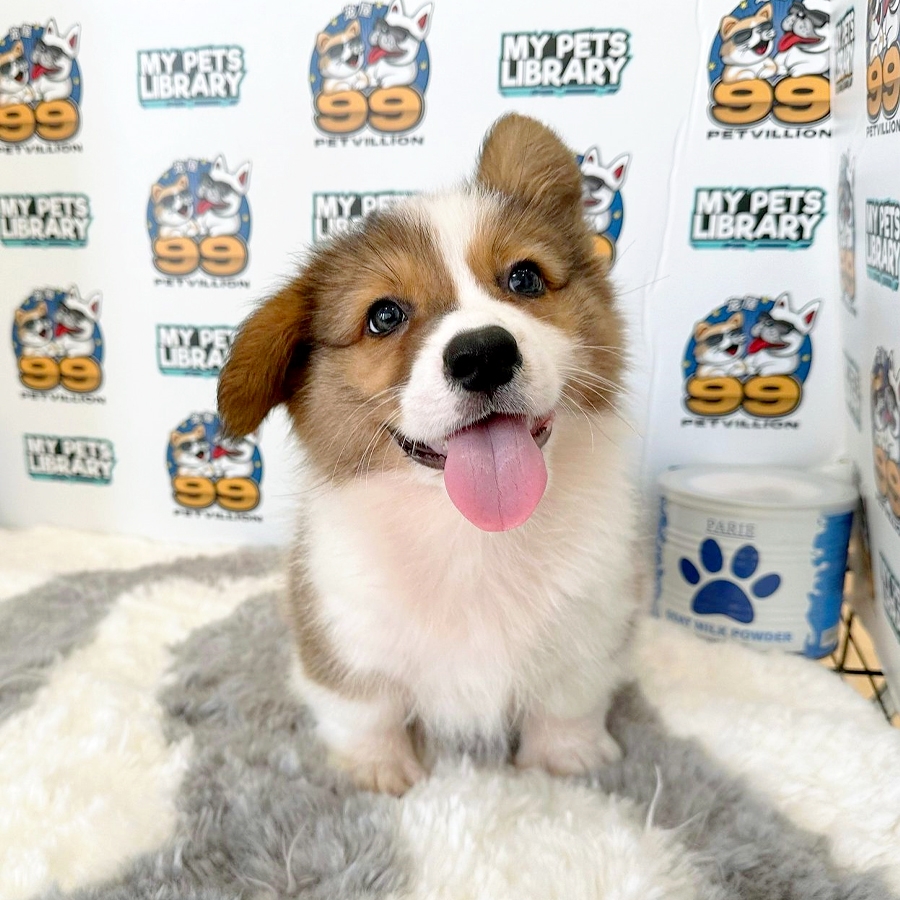 Welsh Corgi Puppy (Male) For Sale