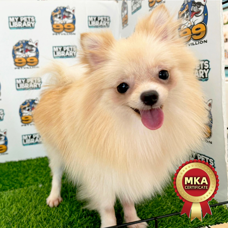 MKA Tiny Pomeranian Puppy (Male) For Sale