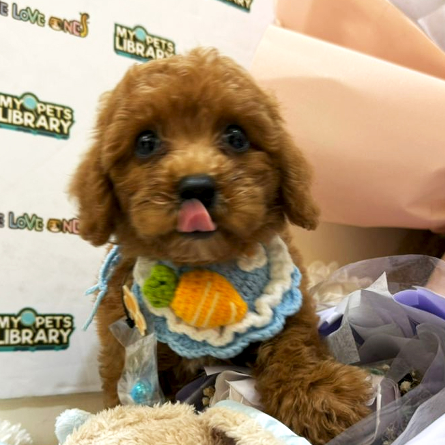 Tiny Toy Poodle Puppy (Male) For Sale