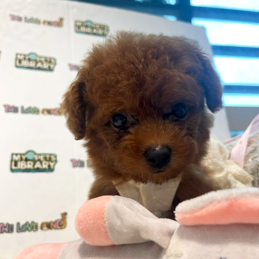 Tiny Toy Poodle Puppy (Female) For Sale