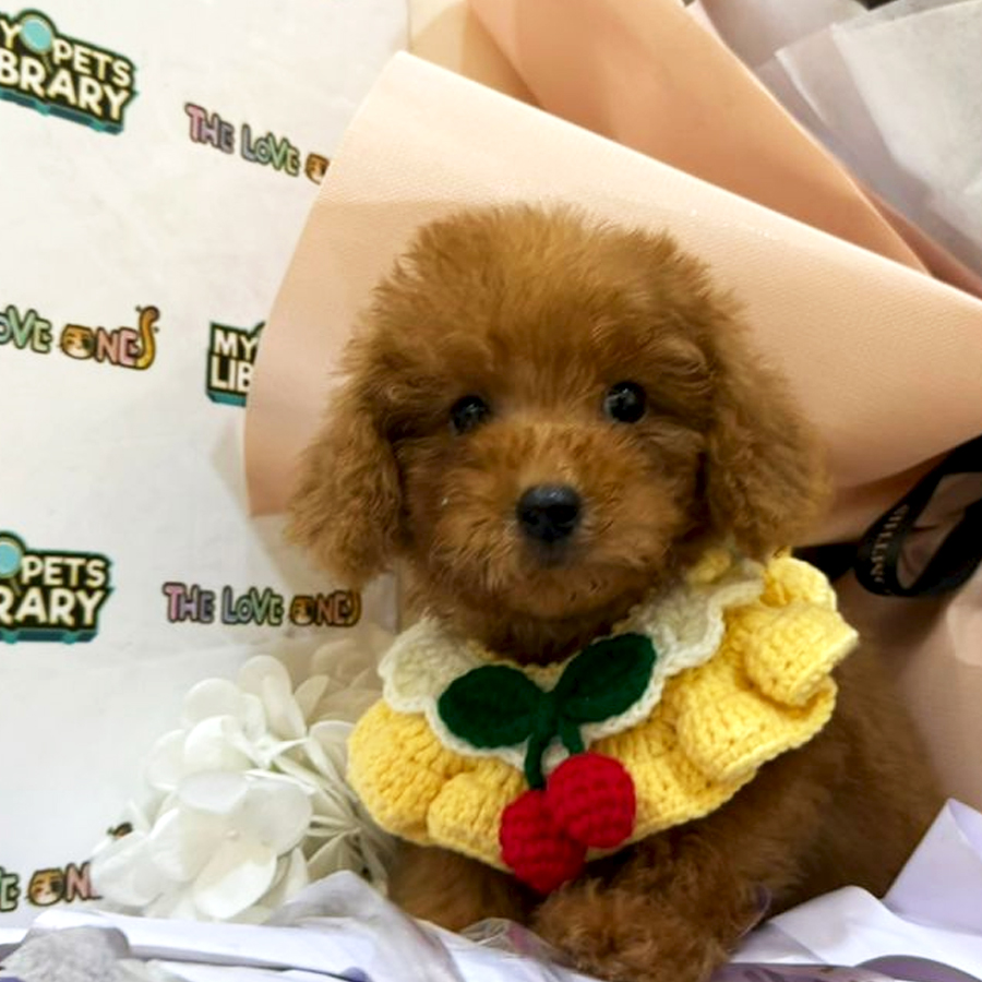 Tiny Toy Poodle Puppy (Male) For Sale