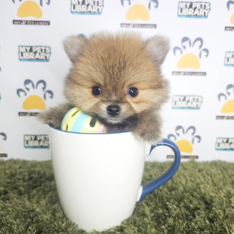 Teacup Pomeranian Puppy (Male) For Sale
