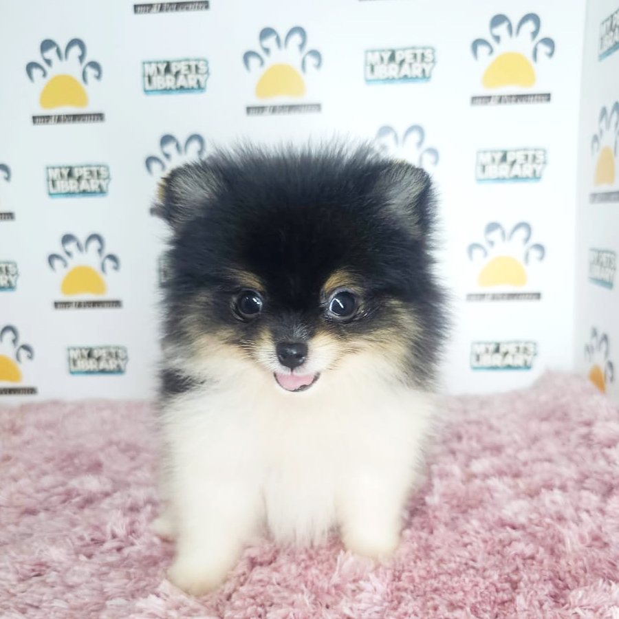 Tiny Pomeranian Puppy (Female) For Sale
