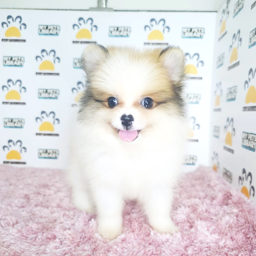 Tiny Pomeranian Puppy (Female) For Sale