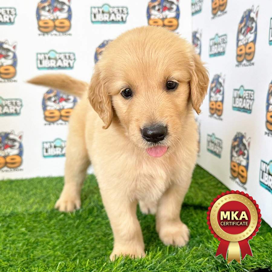 MKA Golden Retriever Puppy (Male) For Sale