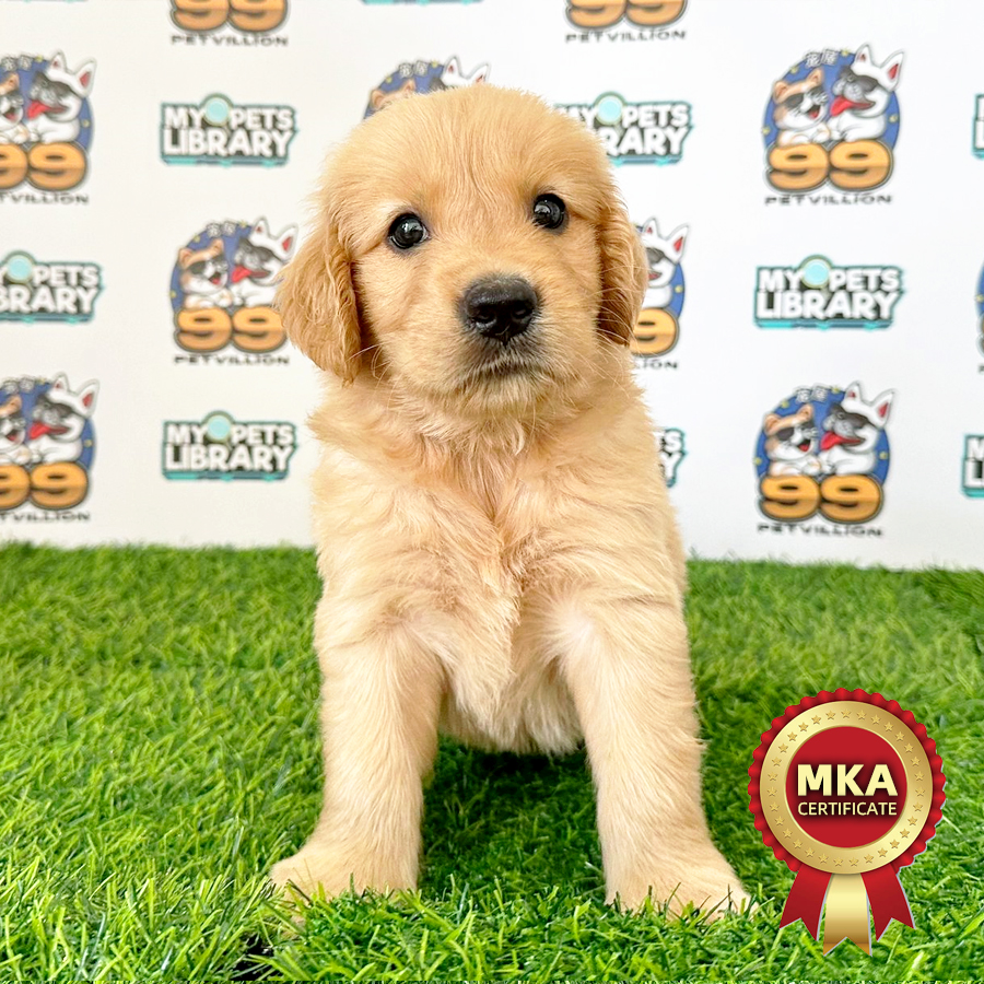 MKA Golden Retriever Puppy (Male) For Sale