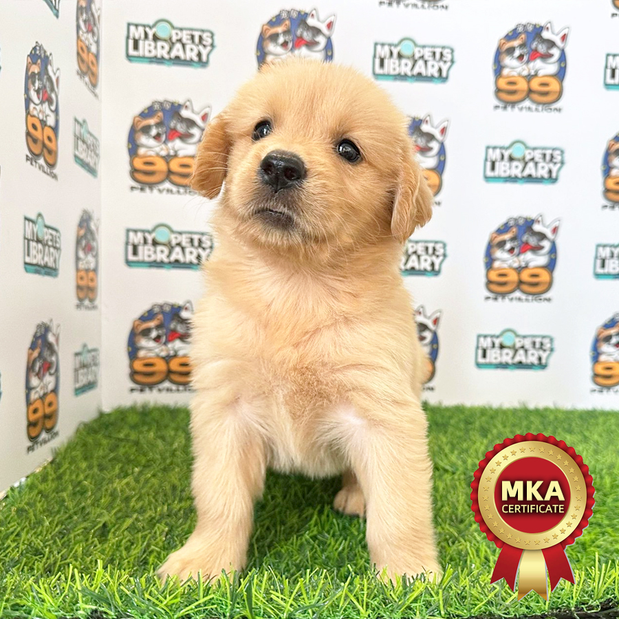 MKA Golden Retriever Puppy (Female) For Sale