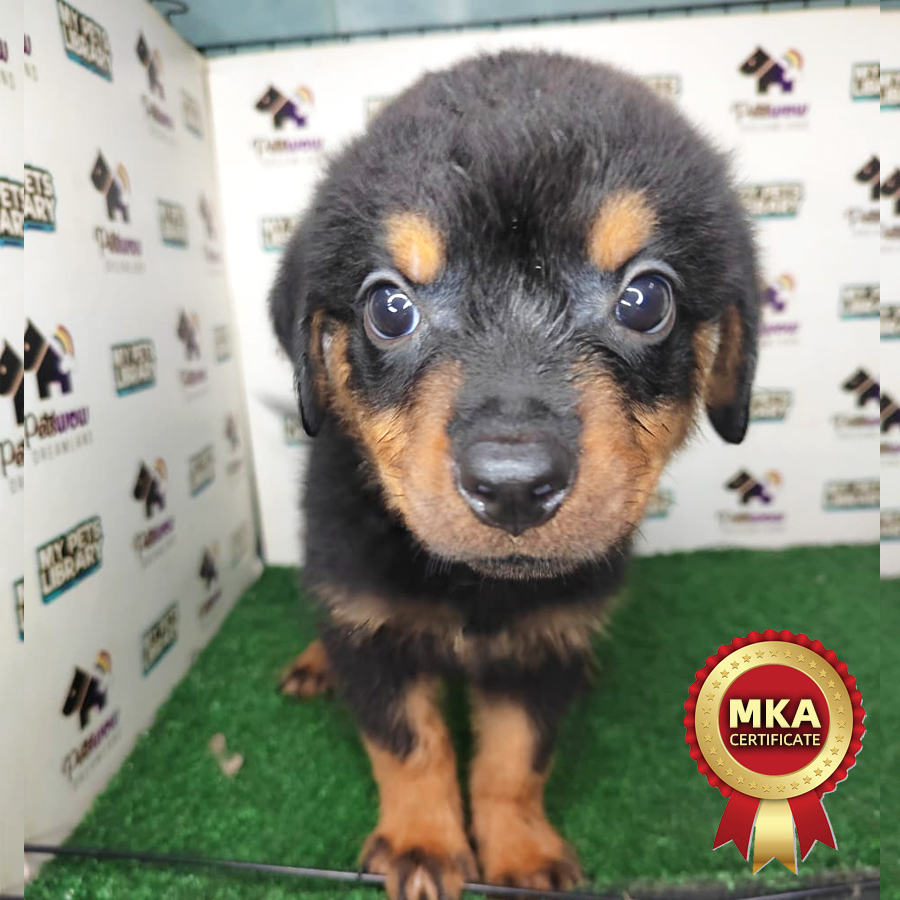 MKA Rottweiler Puppy (Male) For Sale