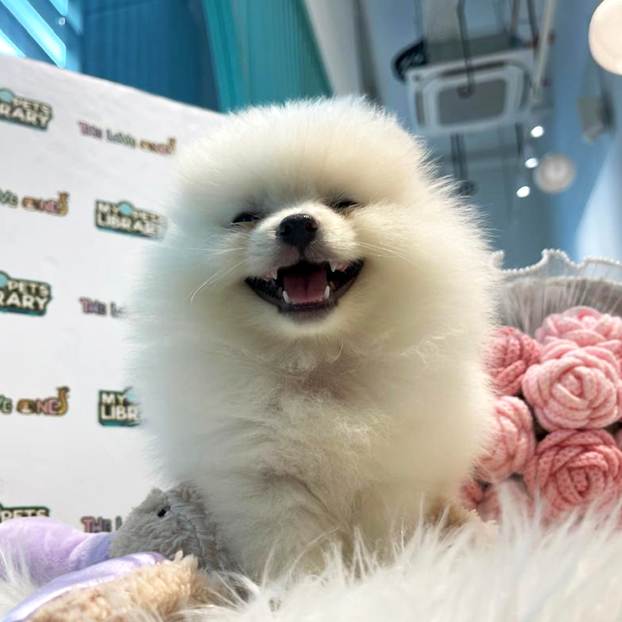 Tiny Pomeranian Puppy (Female) For Sale