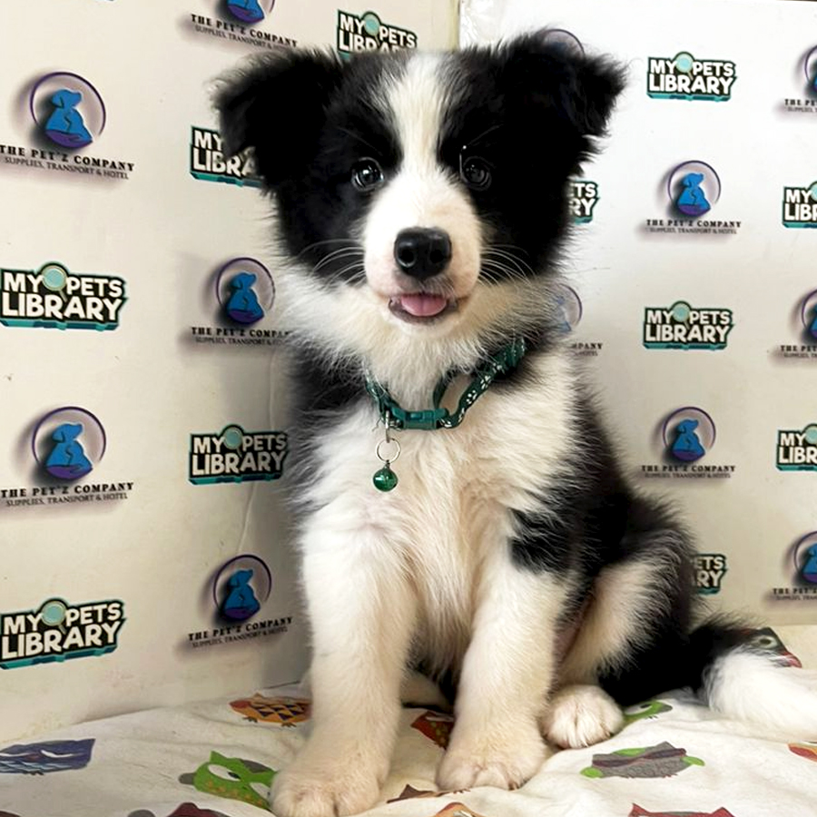 Border Collie Puppy (Female) For Sale