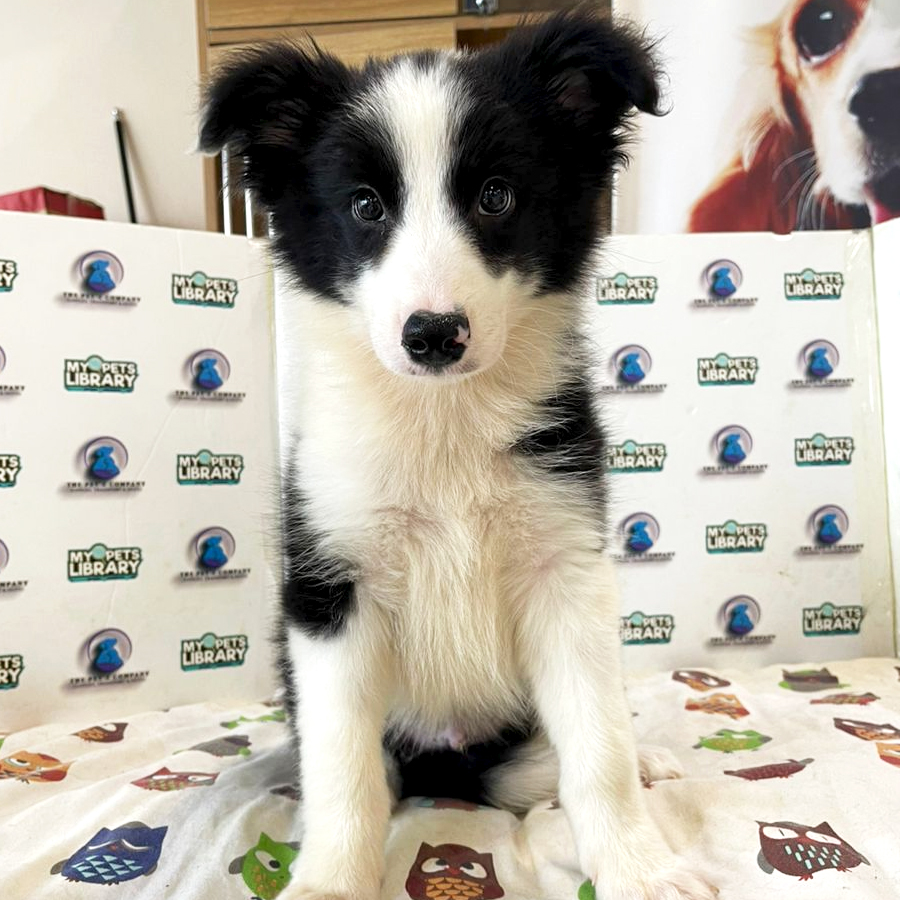 Border Collie Puppy (Male) For Sale