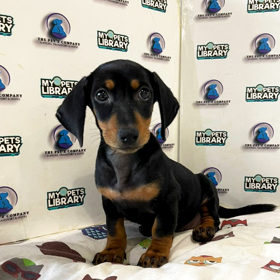 Dachshund Puppy (Female) For Sale