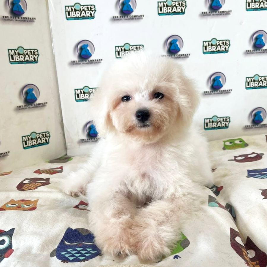 Bichon Puppy (Female) For Sale