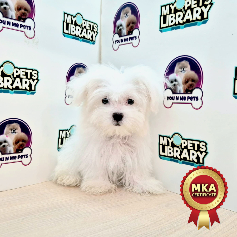 MKA Super Tiny Maltese Puppy (Female) For Sale