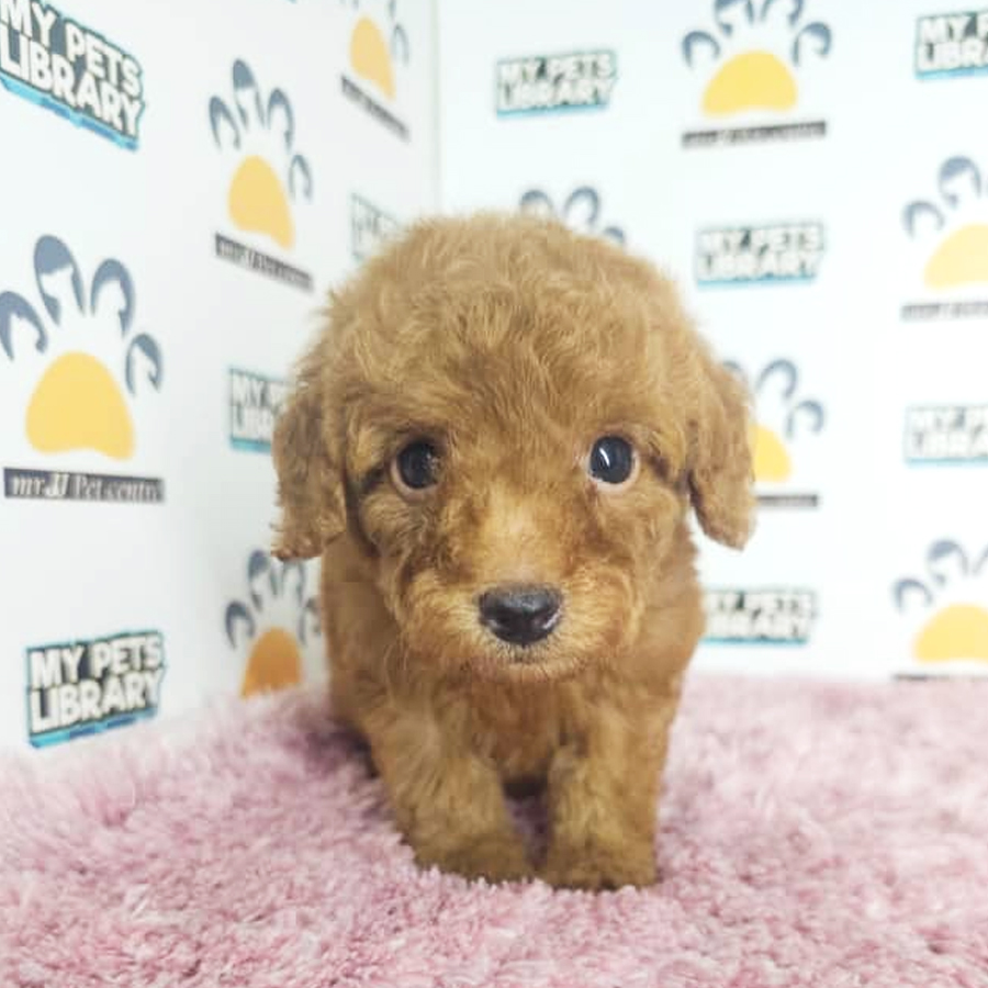 Tiny Poodle Puppy (Female) For Sale