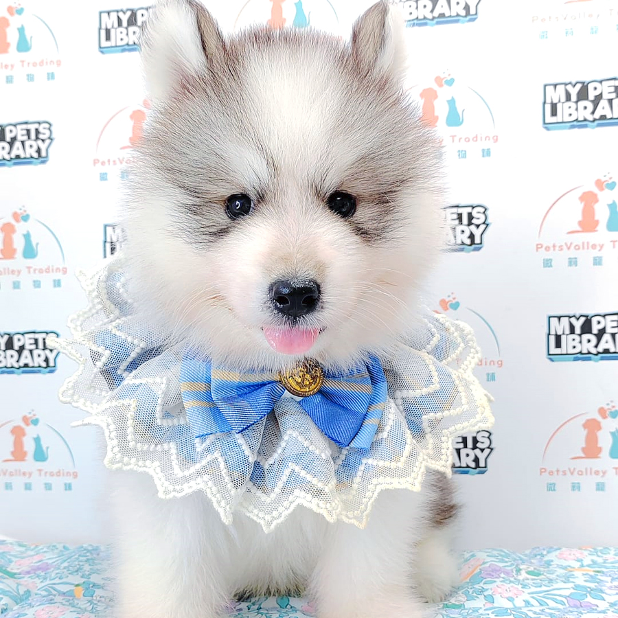 Wooly Husky Puppy (Male) For Sale