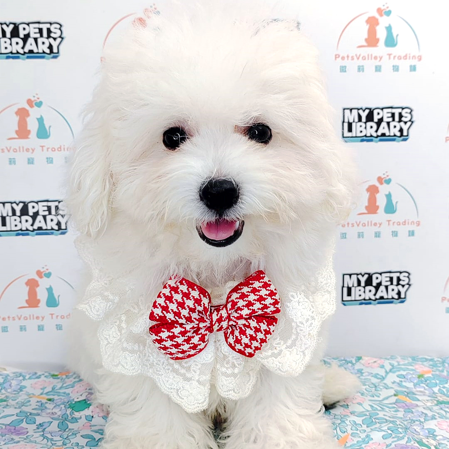 Tiny Poodle Puppy (Male) For Sale