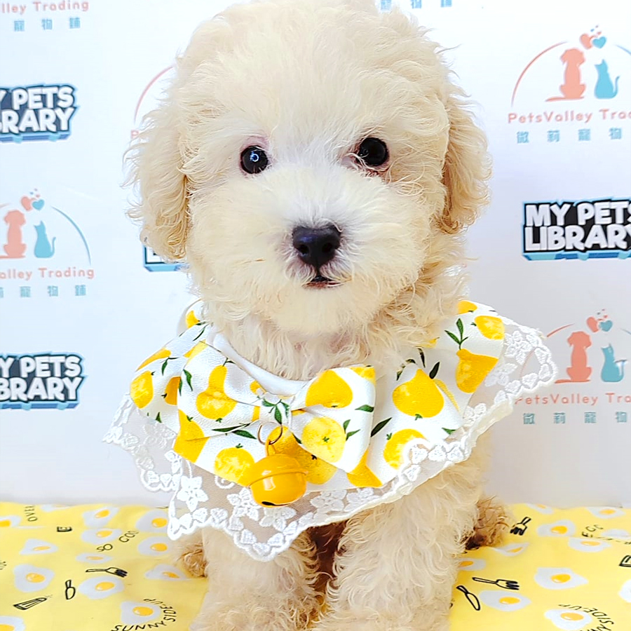 Tiny Poodle Puppy (Male) For Sale