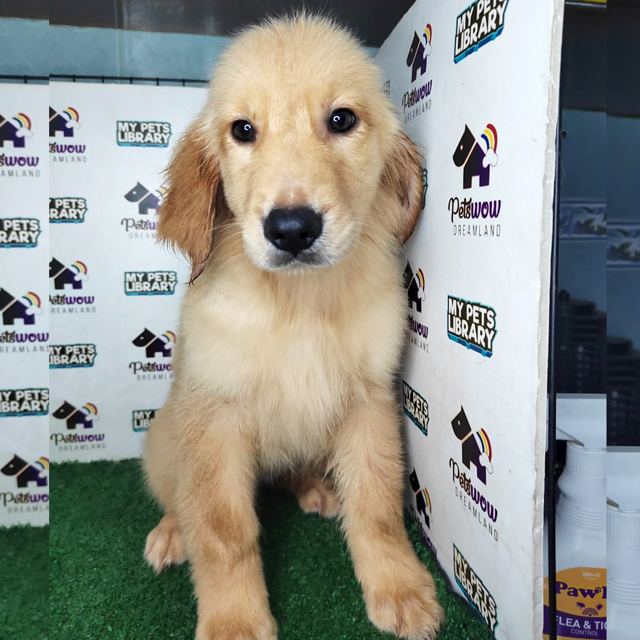 Golden Retriever Puppy (Female) For Sale