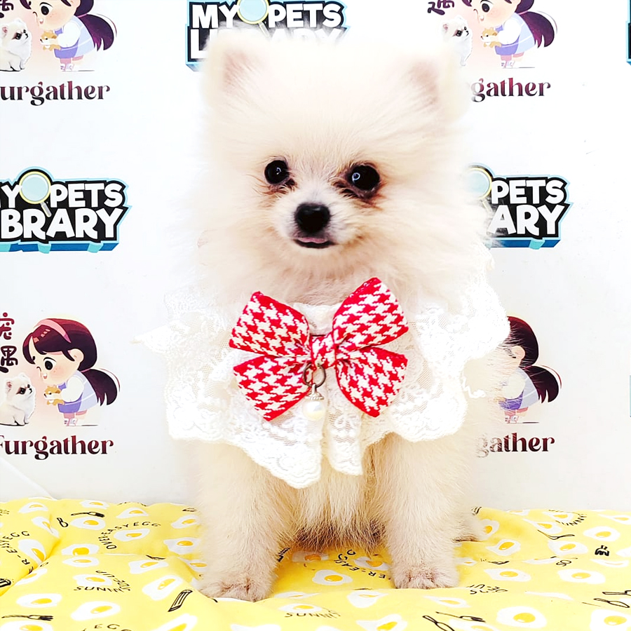 Pomeranian Puppy (Female) For Sale