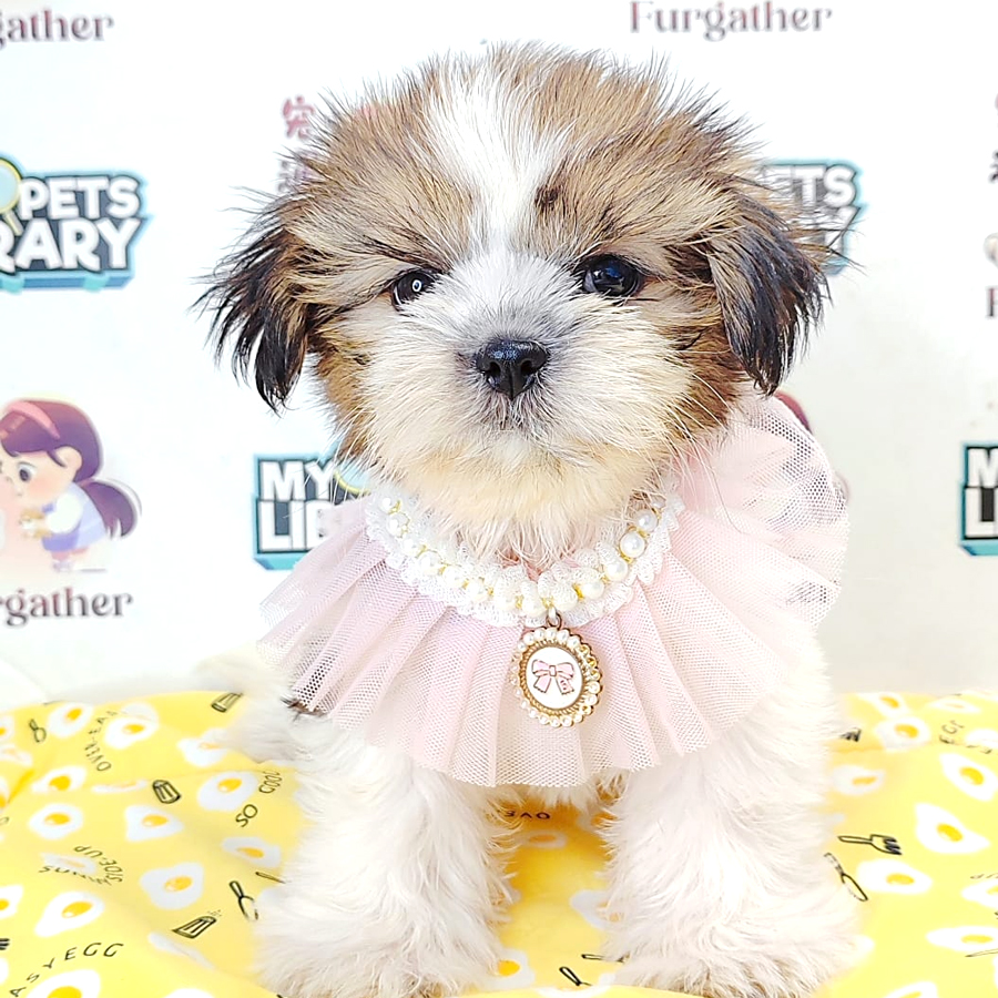 Shih Tzu Puppy (Female) For Sale
