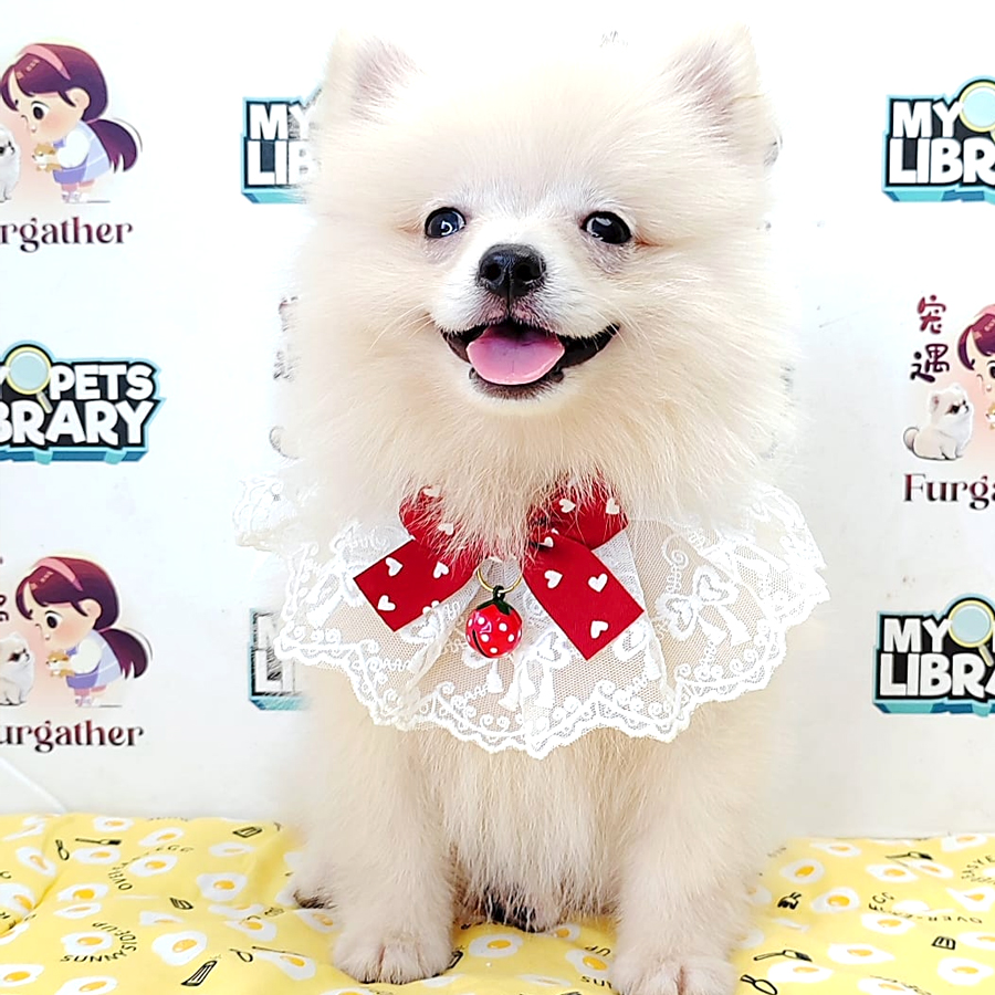 Tiny Pomeranian Puppy (Male) For Sale