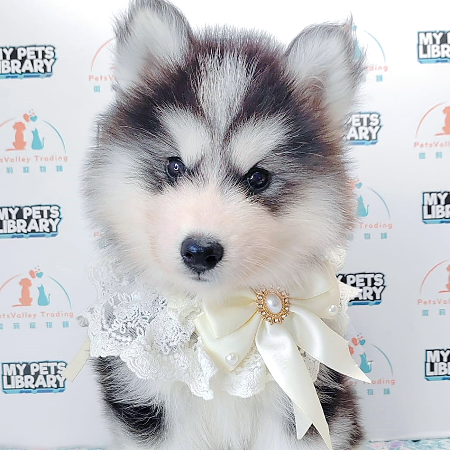Wooly Husky Puppy (Male) For Sale