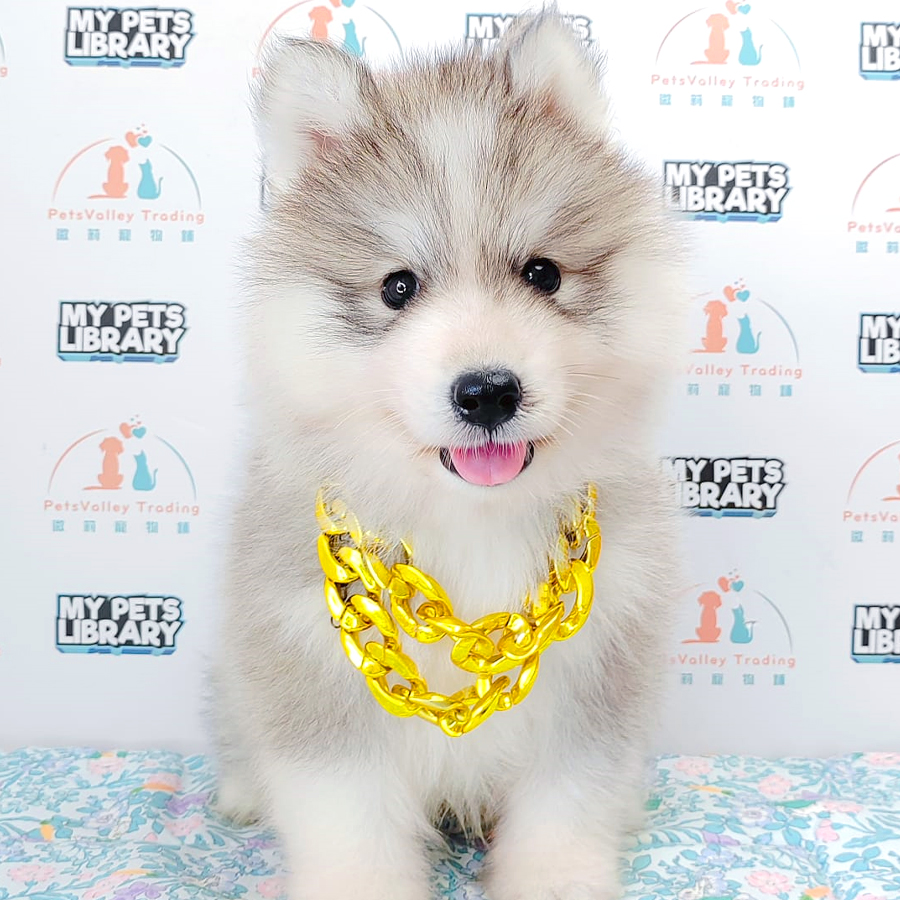Wooly Husky Puppy (Male) For Sale