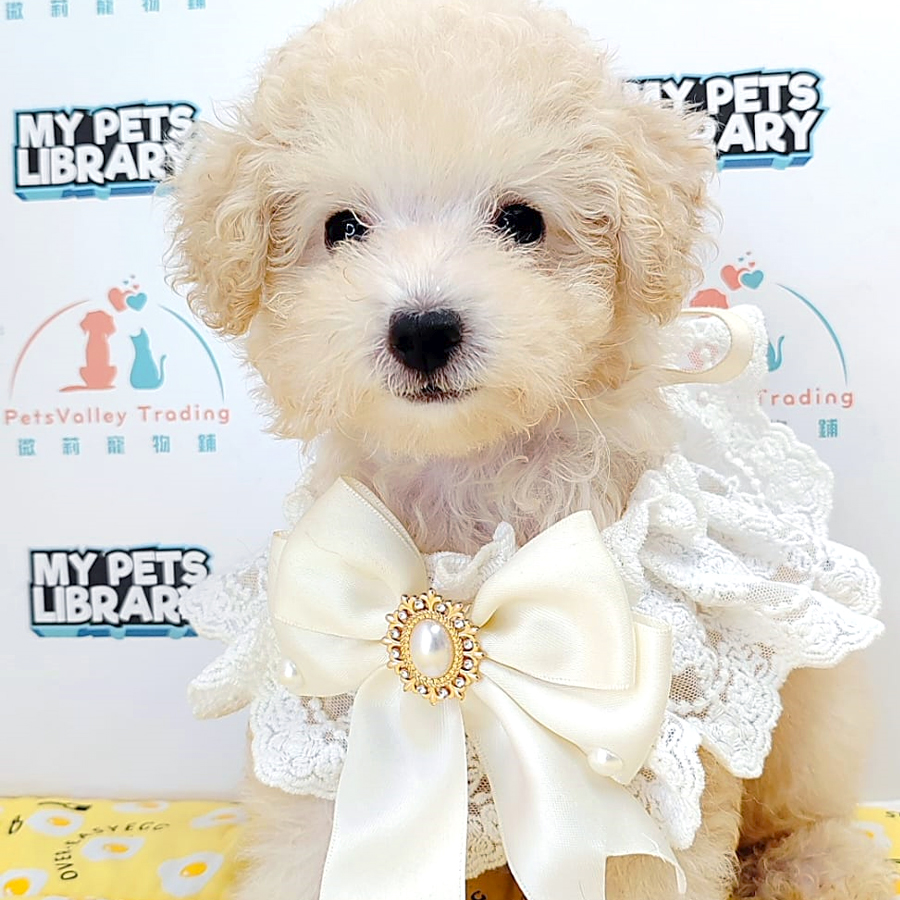 Tiny Poodle Puppy (Male) For Sale